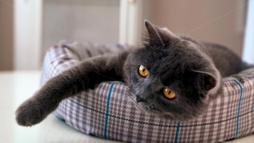 Video - A domestic cat with dark gray fur and orange eyes lying on the couch and trying to catch human's hand. Slow motion