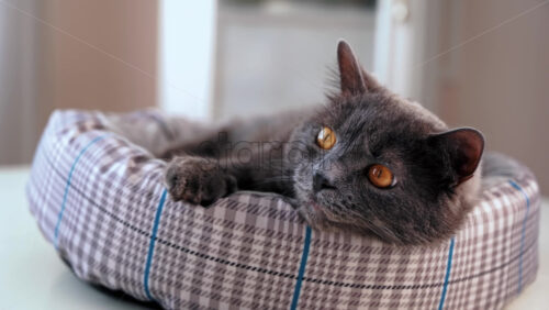 Video - A domestic cat with dark gray fur and orange eyes lying on the couch. Slow motion