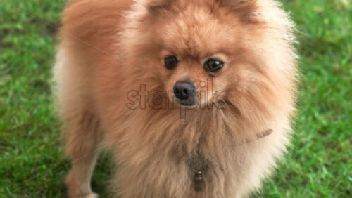 Video - A pomeranian with yellow fur on the grass looking from one side to another
