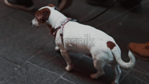 Video - A Jack Russell Terrier dog walking on the street on a leash near it's owner