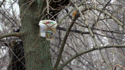 Video - Close up of a bird eating out of a hand made bird feeder on a tree