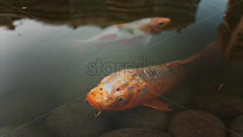 Video - Orange koi fish swimming in the pond of the Princess Grace Japanese Garden City park in Monaco