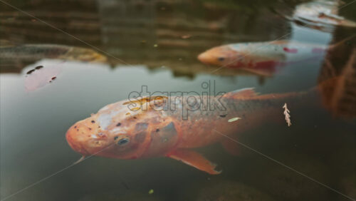 Video - Orange koi fish swimming in the pond of the Princess Grace Japanese Garden City park in Monaco