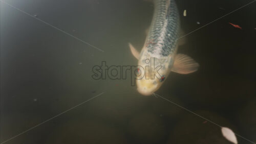 Video - Koi fish swimming in the pond of the Princess Grace Japanese Garden City park in Monaco