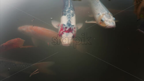 Video - Multiple Koi fish swimming in the pond of the Princess Grace Japanese Garden City park in Monaco
