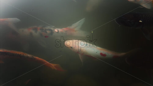 Video - Koi fish swimming in the pond of the Princess Grace Japanese Garden City park in Monaco