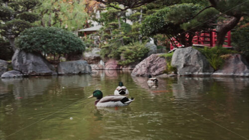 Video - Ducks swimming in the pond of the Princess Grace Japanese Garden City park in Monaco