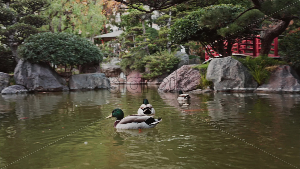 Video - Ducks swimming in the pond of the Princess Grace Japanese Garden City park in Monaco