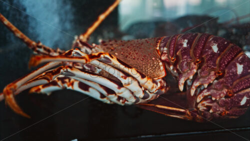 Video - Close up view of a lobster moving in an aquarium