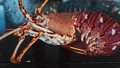 Video - Close up view of a lobster moving in an aquarium