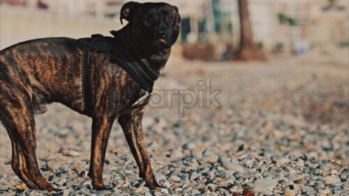 Video - Close up of a dog walking on the beach pebbles