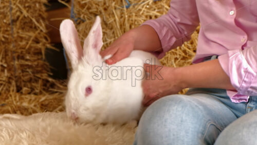 Video - Woman petting a white bunny in the barn near square hay bales, in daylight
