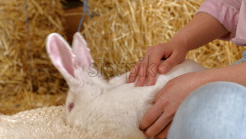 Video - Woman petting a white bunny in the barn near square hay bales, in daylight
