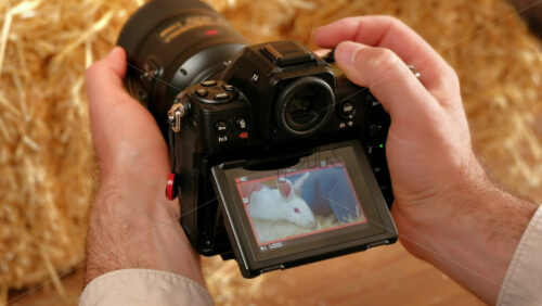 Video - Man filming a woman petting and feeding a white bunny in the barn