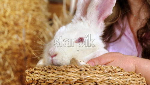 Video - Woman petting a white bunny in the barn near square hay bales, in daylight