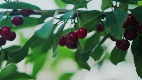Video - Close up of red cherries on a tree with the sun peaking through the leaves