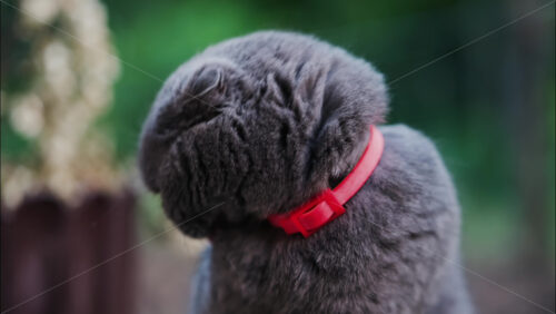 Video - Close up of a Scottish Fold cat with orange eyes and a red collar in a garden with a blurred background