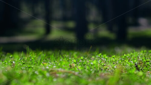 Video - Hand in medical glove picking up a dirty medical mask from the grass. Pollution idea