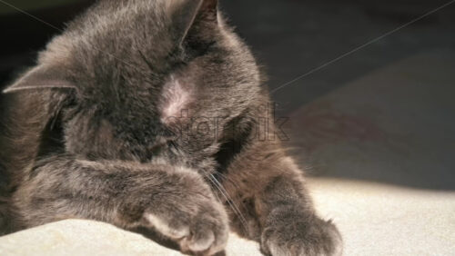 Video - A cat with gray fur licking it's paw and washing head at home