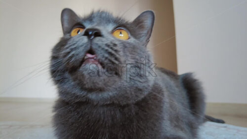 Video - Close up of British Shorthair cat looking around on a carpet