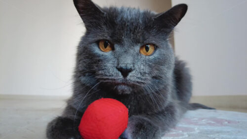 Video - Close up of British Shorthair cat playing on a carpet
