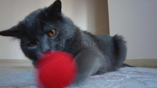 Video - Close up of British Shorthair cat playing on a carpet