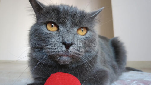 Video - Close up of British Shorthair cat playing on a carpet
