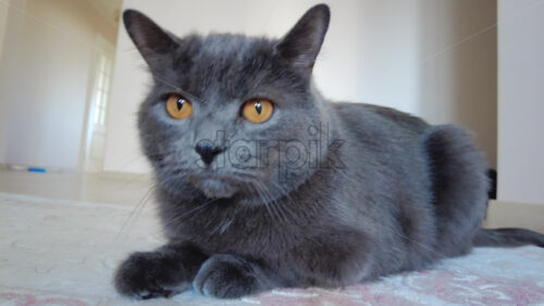 Video - Close up of British Shorthair cat resting on a carpet