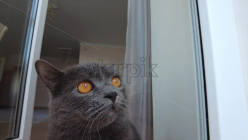 Video - Close up of British Shorthair cat looking around at an entrance