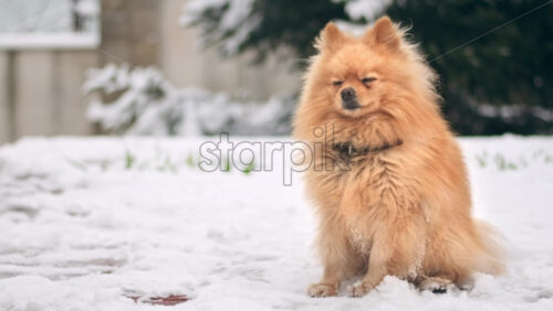 Video - Pomeranian with yellow fur sitting on the snow on the backyard