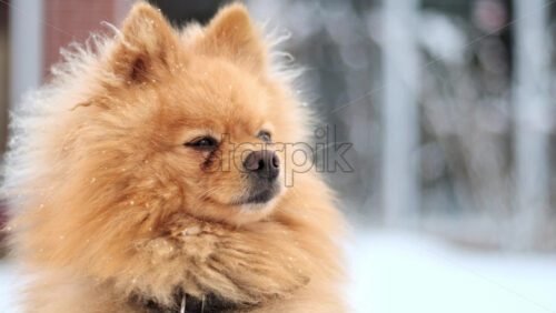 Video - Pomeranian with yellow fur sitting on the snow on the backyard. Snowflakes falling on it
