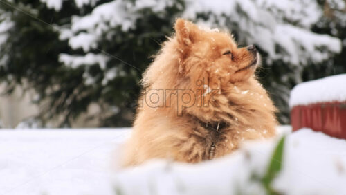 Video - Pomeranian with yellow fur sitting on the snow on the backyard. Snowflakes falling on it