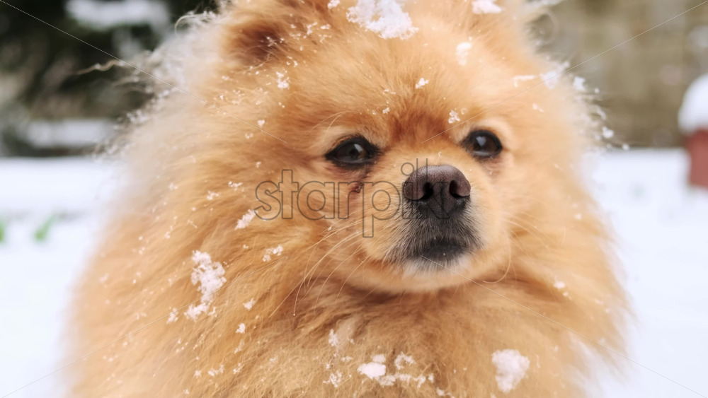 Video - Pomeranian with yellow fur sitting on the snow and rising paw on the backyard. Snowflakes falling on it
