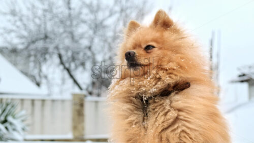 Video - Pomeranian with yellow fur sitting on the snow on the backyard. Snowflakes falling on it