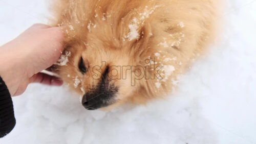 Video - Male hand stroking the pomeranian with yellow fur lying in the snow on the backyard. Snowflakes falling on it
