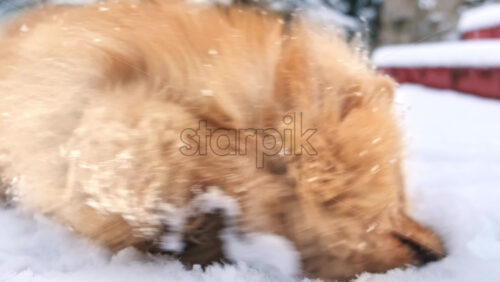 Video - Pomeranian with yellow fur lying in the snow on the backyard. Snowflakes falling on it