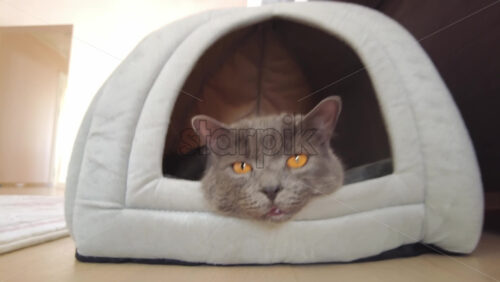 Video - Close up of British Shorthair cat resting in it's bed
