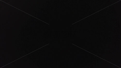 Video - Close up of British Shorthair cat resting in it's bed