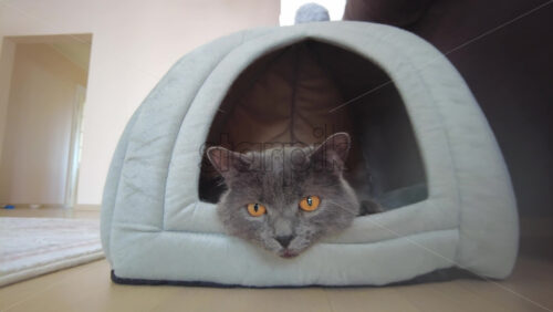 Video - Close up of British Shorthair cat resting in it's bed