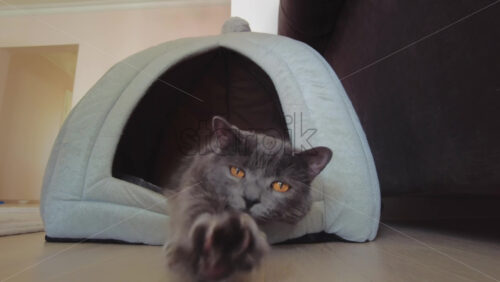 Video - Close up of British Shorthair cat resting in it's bed