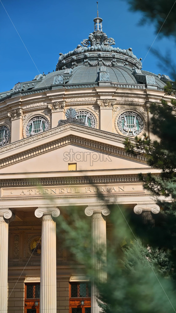Video - The Romanian Athenaeum at sunset. Fig tree branches in foreground. Vertical shot. Bucharest, Romania