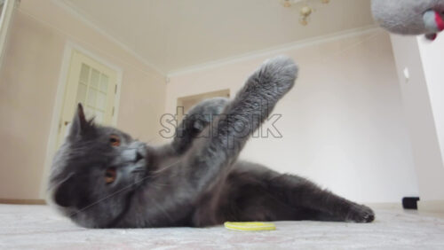 Video - Close up of British Shorthair cat playing on a carpet