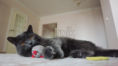Video - Close up of British Shorthair cat playing on a carpet