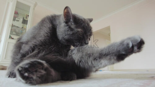 Video - Close up of British Shorthair cat licking and washing itself