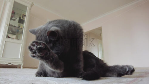 Video - Close up of British Shorthair cat licking and washing itself