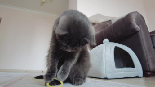 Video - Close up of British Shorthair cat playing on a carpet