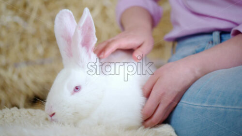 Video - Woman petting a white bunny in the barn near square hay bales, in daylight