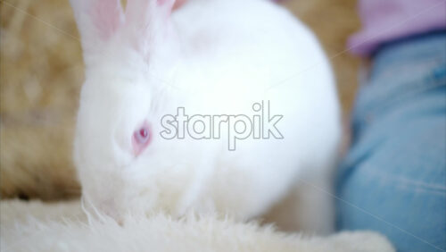 Video - Woman petting a white bunny in the barn near square hay bales, in daylight