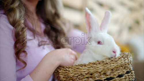 Video - Woman petting a white bunny in the barn near square hay bales, in daylight
