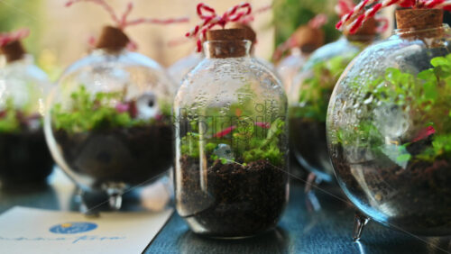 Video - Close up of several glass bottles with a terrarium inside. Beautiful and thriving miniature ecosystem